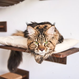 May include: A brown tabby Maine Coon cat with green eyes lies on a white cushion on a wooden shelf. The cat is looking directly at the camera.