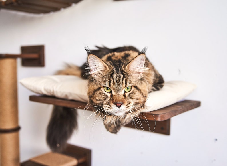 May include: A brown tabby Maine Coon cat with green eyes lies on a white cushion on a wooden shelf. The cat is looking directly at the camera.