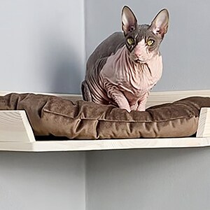 May include: A white wooden corner shelf with a brown cushion for cats. A hairless cat is sitting on the cushion.