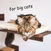 see more listings in the BIG  CATS  SHELVES section