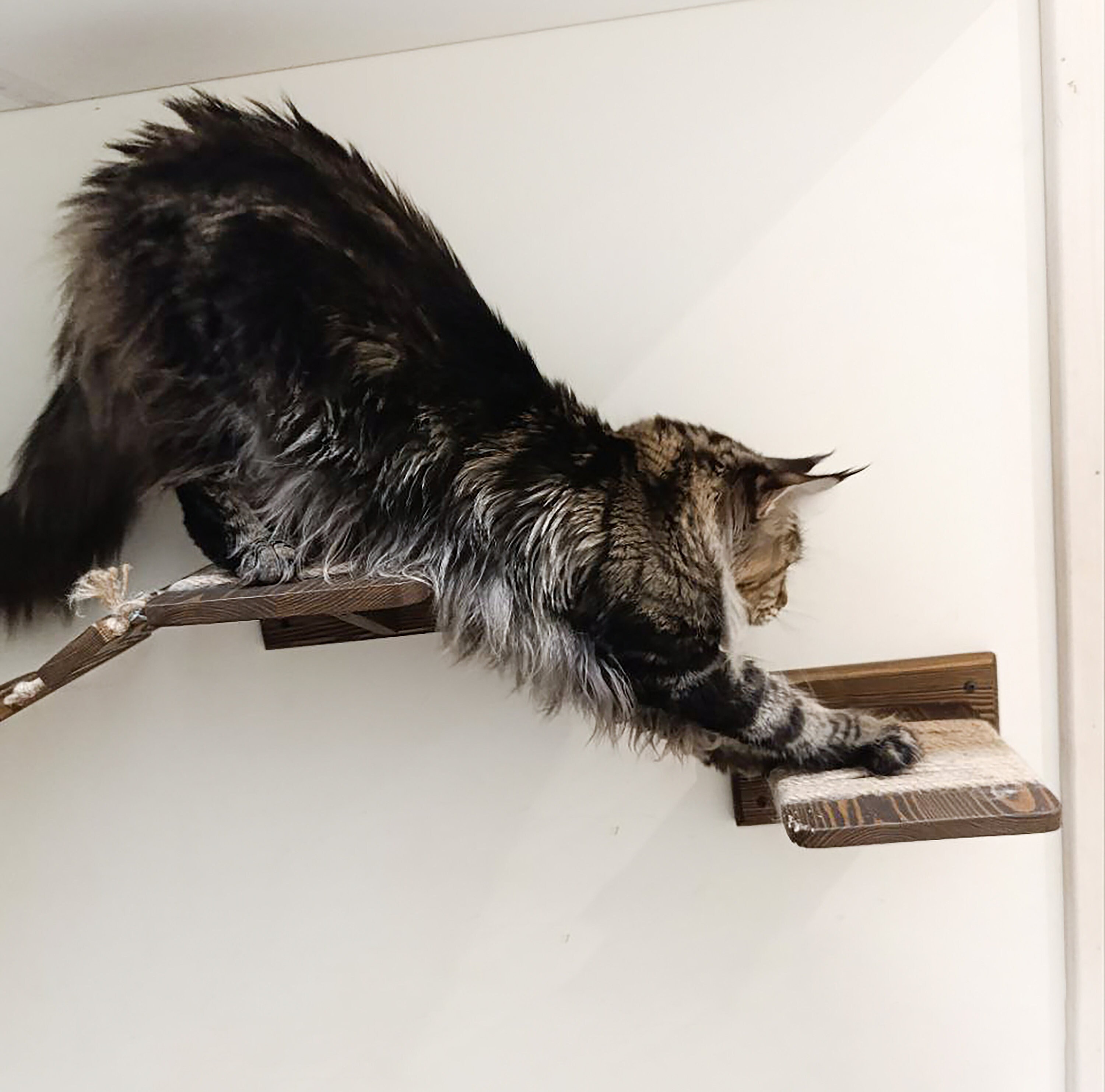 Large Cat Shelf, Cat Wall Shelves, Cat Ladder, Cat Steps for Big Cats ...