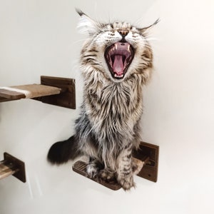May include: A brown tabby cat with white markings yawns widely while sitting on a wooden cat shelf. The cat has long fur and is looking up at the camera.