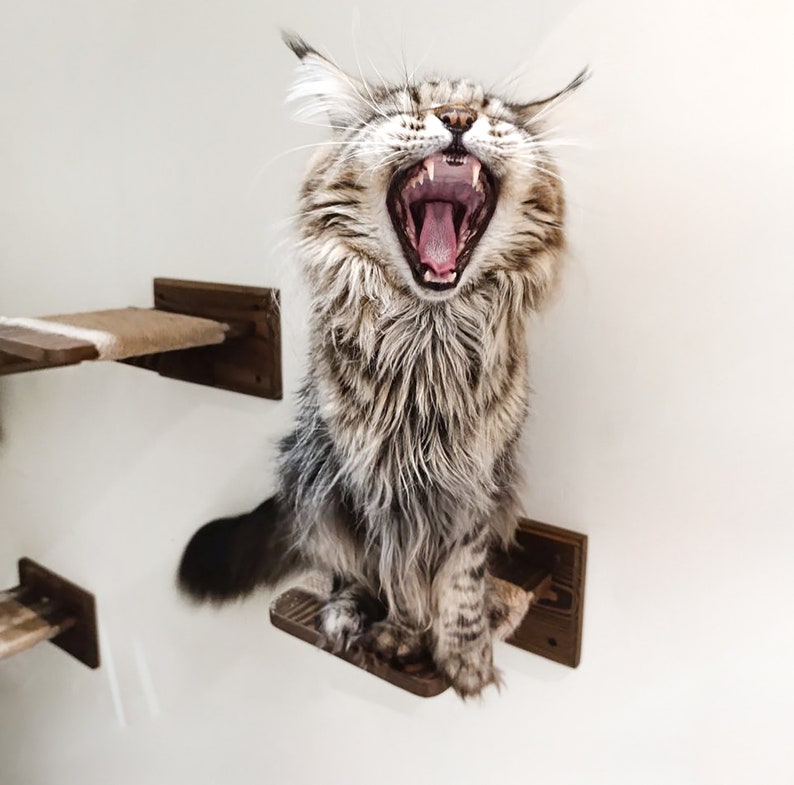May include: A brown tabby cat with white markings yawns widely while sitting on a wooden cat shelf. The cat has long fur and is looking up at the camera.