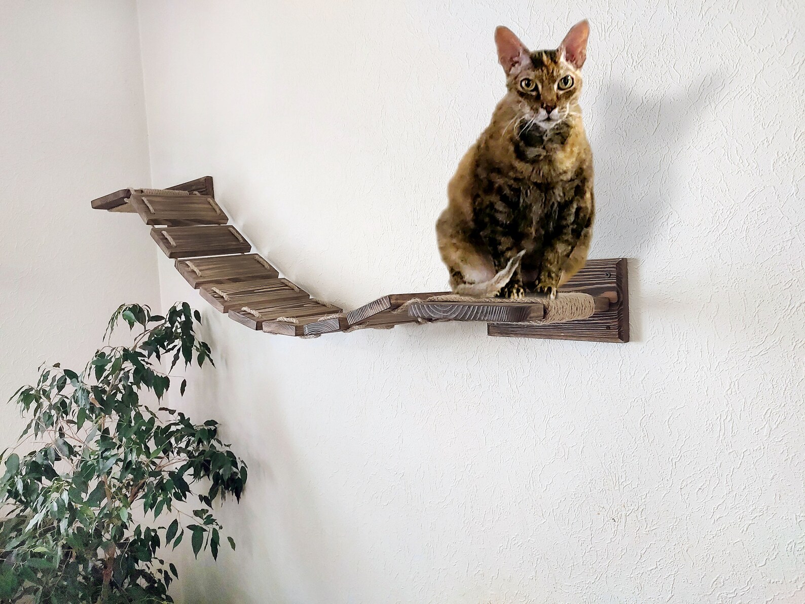 Cat Shelves SET Cat Furniture Wall Cat Shelf With Soft Etsy