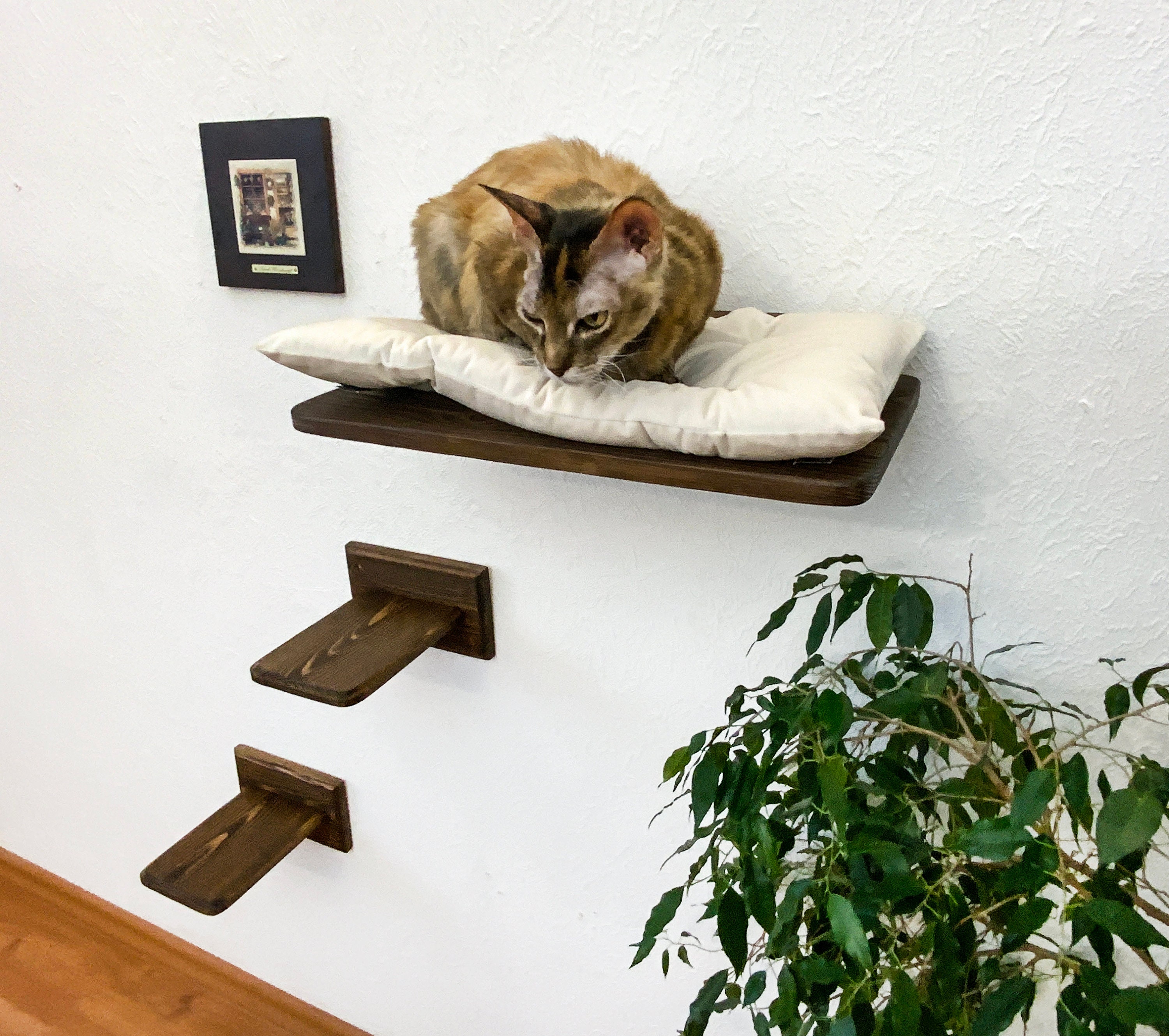 Cat Shelf, Cat Shelves Set, Cat Ladder Floating, Cat Climbing, Cat ...