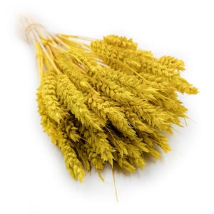 May include: A bunch of dried wheat, dyed yellow, tied with twine. The wheat heads are dense and textured, creating a full and natural look. Ideal for rustic home decor or craft projects. The wheat is a golden yellow color.