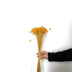 Oltre 200 bouquet di fiori secchi di Yellow Hill Regalo Decorazioni per la casa Fiori secchi Matrimonio Decorazione torta Boho Home decor immagine 4