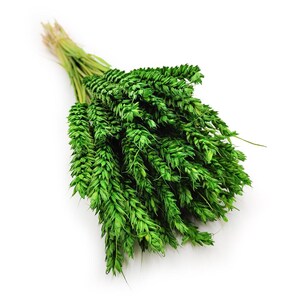 Peut inclure: Un bouquet d'épis de blé vert vif, attachés avec de la ficelle naturelle. Le blé a une apparence luxuriante et pleine, avec des textures détaillées et une couleur verte fraîche. L'image est sur fond blanc.