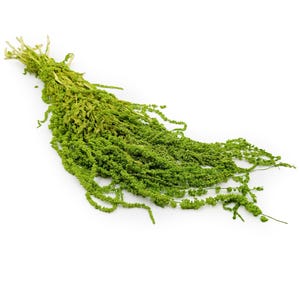 Può includere: Un mazzo di amaranto verde brillante, una pianta fiorita, è adagiato su una superficie bianca. I delicati steli a cascata della pianta sono ricoperti da minuscoli grappoli di fiori densi. L'aspetto generale è lussureggiante e vibrante, suggerendo un'estetica naturale e organica.