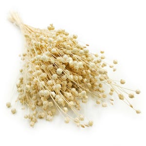 Bleached Dried Flax | 150 Stems | 45cm Ivory Linum Stalks | Elegant Botanical Filler for Wedding Bouquets, Neutral Decor & DIY Crafts