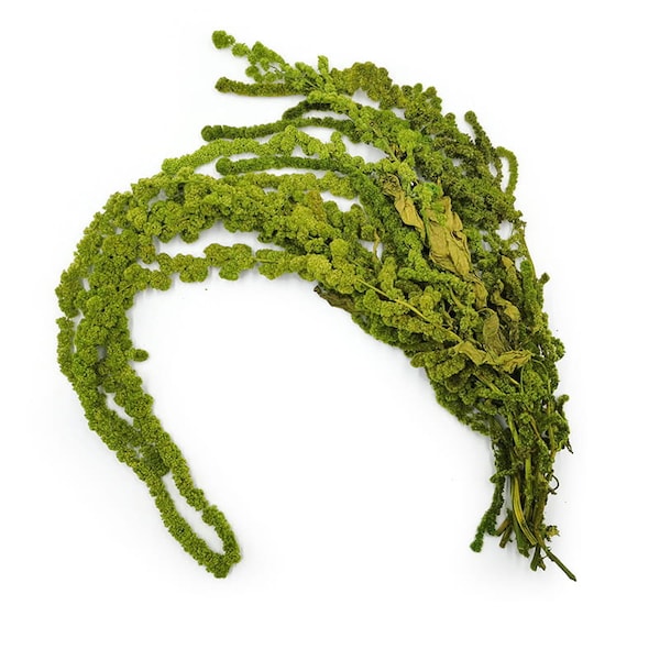 Preserved Amaranthus Light Green BALL EXTRA bouquet | Green Flower | Green Wall | Moss Wall | Preserved Flowers | Amarantus | Natural Flower