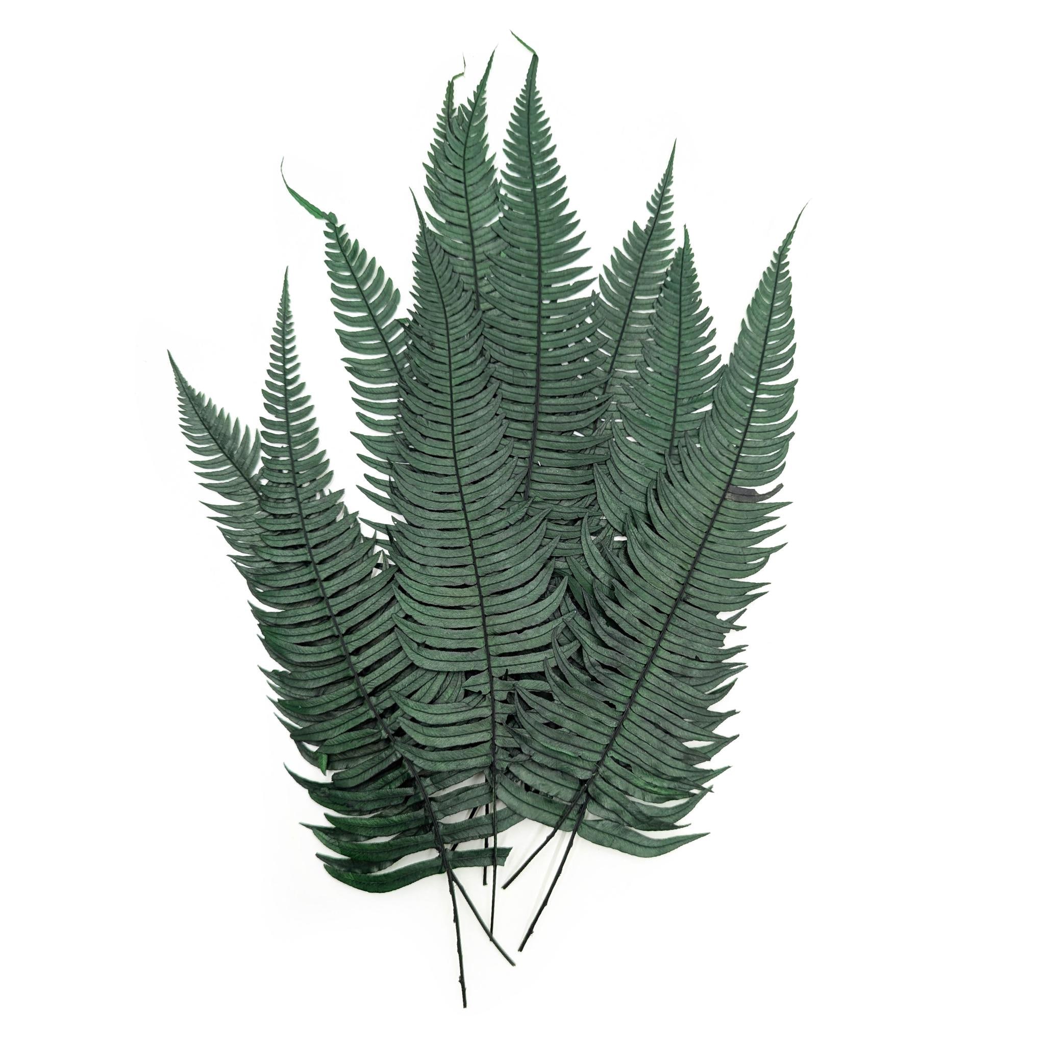 kaktus seide kissen ▷ Schwarzes Kaktus-Seidenkissen main image 0