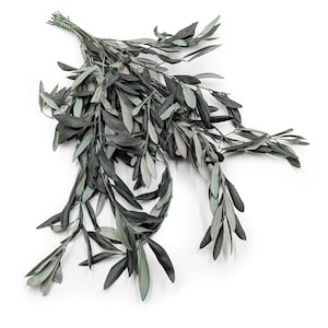 Preserved Olive Branch Green | Stabilized Olea Leaves with Silvery Sheen | Long-Lasting Greenery for Rustic Bouquets & Mediterranean Decor