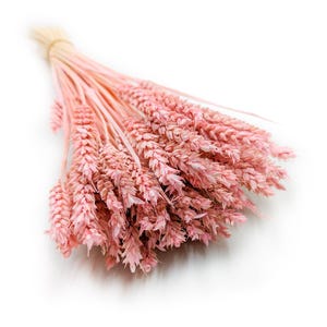 May include: A bunch of pink wheat stems tied with natural twine. The wheat has a soft, pastel pink colour, with detailed textures visible on the individual grains. The arrangement is set against a clean white background, highlighting the delicate colour.