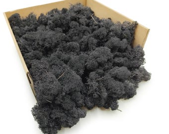 Musgo de reno negro conservado 500g | Liquen finlandés premium para decoración moderna, artesanías, diseño de bodas y proyectos de paredes verdes