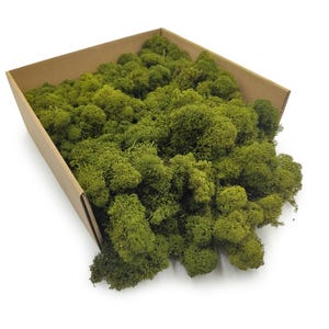 Pode incluir: Uma caixa de cartão retangular preenchida com musgo verde vibrante. O musgo tem uma aparência texturizada e natural, com diferentes tons de verde. A caixa está aberta, revelando o musgo no interior, sobre um fundo branco.