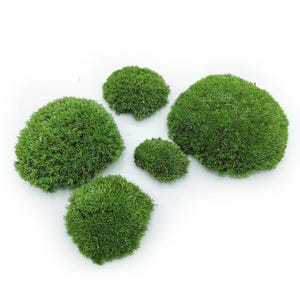 Pode incluir: Cinco tufos de musgo verde vibrante, de tamanhos variados, estão dispostos sobre uma superfície branca. O musgo parece denso e texturizado, com uma estética natural e orgânica. A disposição sugere um tema decorativo ou artesanal.