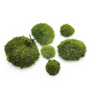 Può includere: Una collezione di ciuffi di muschio verde brillante di varie dimensioni. Il muschio appare fresco e lussureggiante, con un aspetto denso e strutturato. La disposizione è ambientata su uno sfondo bianco pulito, evidenziando le tonalità verdi naturali del muschio.