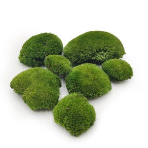 Pode incluir: Um conjunto de tufos de musgo verde vibrante, de vários tamanhos, dispostos sobre uma superfície branca. O musgo parece exuberante e texturizado, com uma estética natural e orgânica. Ideal para artesanato ou fins decorativos.