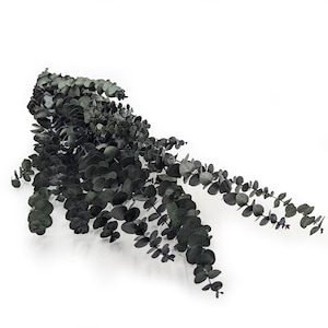 Può includere: Un mazzo di rami di eucalipto verde scuro con foglie rotonde. Le foglie sono di un colore verde spento, quasi nero, e i gambi sono visibili. L'eucalipto è disposto su uno sfondo bianco, creando un'estetica semplice e naturale.