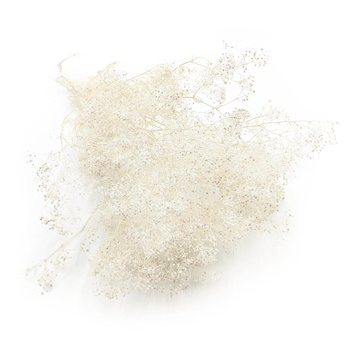 Preserved Small Gypsophila - Baby's Breath - Bleached - Etsy