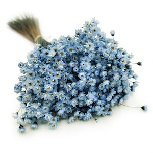 Dried Glixia (Comanthera) Blue | 50g Bunch | 35cm Stems | Soft Blue Mini Blooms for Wedding Bouquets & DIY Floral Crafts