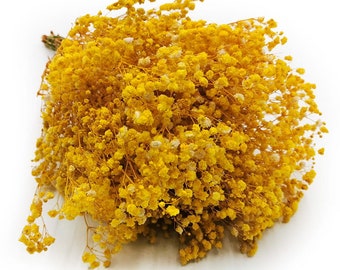 Souffle de bébé préservé jaune PREMIUM | Gypsophile | Cadeau | Décor de fête à la maison | Fleurs séchées |