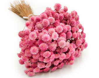 100g gros bouquet | Glixia Séché BIG - (Comanthera) - Rose