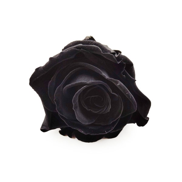 3 rose stabilizzate - taglia XL | Rosa eterna | Fiore Stabilizzato - Nero Carbone - XL - 3 pz