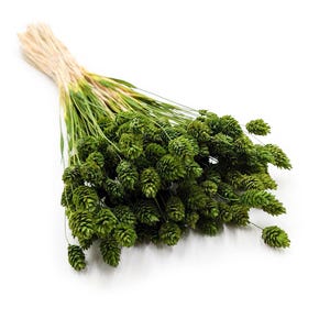 Pode incluir: Um feixe de grama ornamental verde seca, amarrado com barbante natural. A grama tem uma aparência texturizada em forma de cone e é de um tom verde vibrante. O fundo é branco liso.