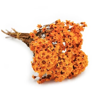 Margarita seca - Oxodia - Naranja