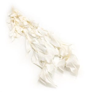 Preserved Ruscus - (Ruscus Israeli) - Bleached
