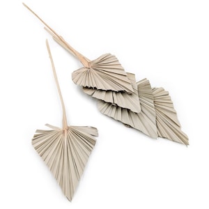 May include: Several dried palm leaves in a natural beige hue, displayed against a white backdrop. The leaves have a fan-like form with a central stem, suitable for home decor and craft projects. The image shows multiple leaves, some clustered together.