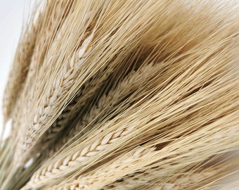 70 Triticale séché naturel, blé séché | Couronne | Décoration de Noël | décoration de vases | accessoire pour bouquets | bouquet de fleurs