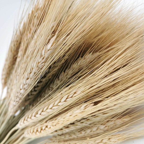 70 Triticale séché naturel, blé séché | Couronne | Décoration de Noël | décoration de vases | accessoire pour bouquets | bouquet de fleurs