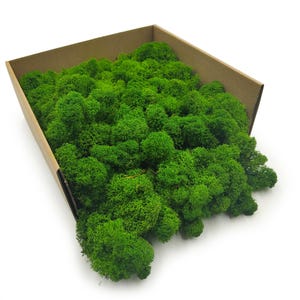 Op de afbeelding: Een kartonnen doos gevuld met heldergroen bewaard mos. Het mos heeft een getextureerde, natuurlijke uitstraling, met een dicht, ongelijkmatig oppervlak. De doos is open, waardoor het mos zichtbaar is. Geschikt voor knutselprojecten, terrariums of decoratieve doeleinden.