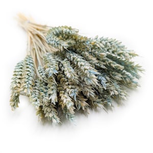 Peut inclure: Un bouquet d'épis de blé séchés, présentant un mélange de teintes vert pâle, bleu et beige. Les épis de blé sont densément tassés et les tiges sont liées avec de la ficelle naturelle. L'arrangement est posé sur un fond blanc.
