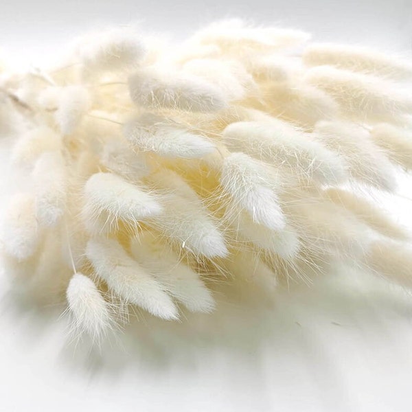 120 White Bunny Tails - Natural Dried Lagurus | Gift | Home Decor | Dried Flowers Bunny tails | Wedding | Cake Decoration | Boho