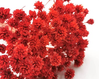 200+ Gedroogd Red Hill-bloemenboeket | Cadeau | Woondecoratie | Gedroogde bloemen | Bruiloft | Taartdecoratie | Boho | Huisdecoratie