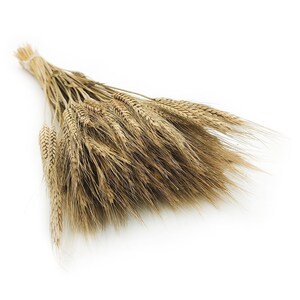 Natural Dried Triticale | 60 Stems | 60cm Dried Wheat-Grass Hybrid | Rustic Grain for Wedding Bouquets, Farmhouse Decor & DIY Crafts