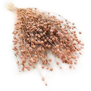Lino seco rosa claro | 150 tallos | Tallos de Linum teñidos de 45 cm | Relleno botánico suave para ramos de boda, baby showers y manualidades florales.