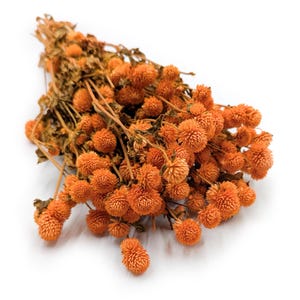 Globo Amaranto Seco - Gomphrena Globosa - Naranja