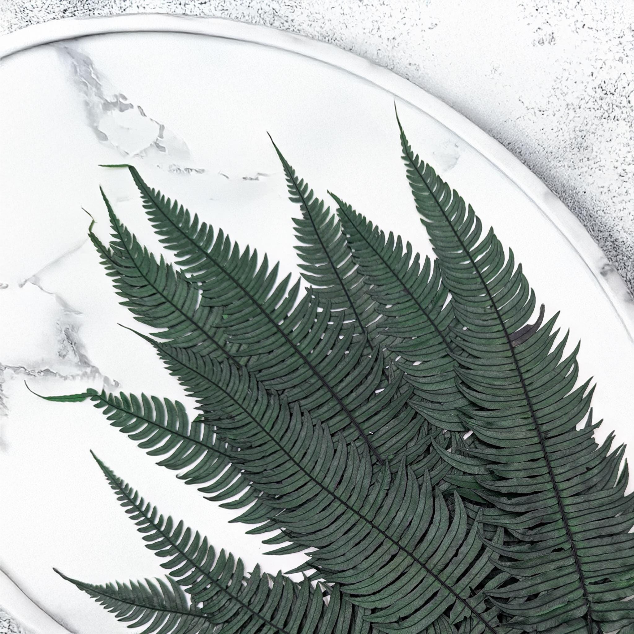 kaffeepflanzen kaufen Calathea Lancifolia