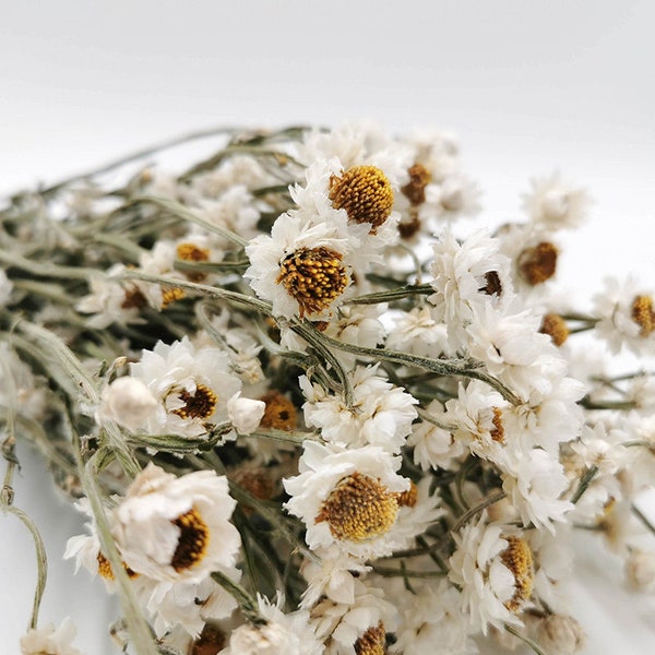 Dried Ammobium Alatum White Bouquet | Mini daisy | Gift | Home Decor | Dried Flowers | Wedding | Cake Decoration | Boho | Home Decor | Boho