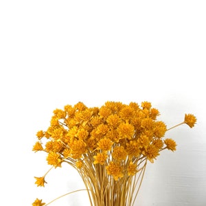 Oltre 200 bouquet di fiori secchi di Yellow Hill Regalo Decorazioni per la casa Fiori secchi Matrimonio Decorazione torta Boho Home decor immagine 3