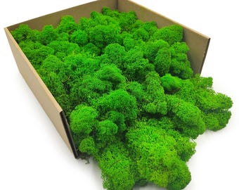 Musgo de reno conservado verde de verano 250 g | Liquen finlandés premium para manualidades, decoración floral, arreglos de boda y arte mural verde.