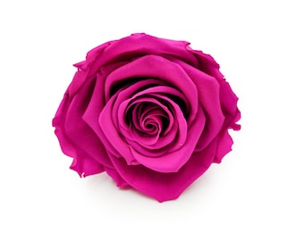 3 rose stabilizzate - taglia XL | Rosa eterna | Fiore Stabilizzato - Rosa Shocking - XL - 3 pz