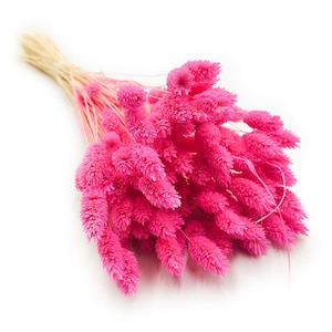 Fuchsia Gedroogde Phalaris Kanariegras | 180 stengels | 50 cm geverfd felroze gras | Opvallende bloemenvulling voor bruiloftsdecoratie en doe-het-zelf bloemenknutsels
