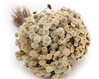 Pode incluir: Um buquê de flores secas bege com pequenas flores agrupadas. As flores têm uma aparência delicada e texturizada e são amarradas com barbante de cor natural. A imagem está em um fundo branco.