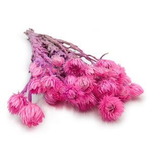 Può includere: Un mazzo di fiori rosa secchi con uno stelo viola. I fiori hanno un aspetto soffice e strutturato e sono disposti in un bouquet sciolto. Lo sfondo è bianco, evidenziando i colori vivaci dei fiori.
